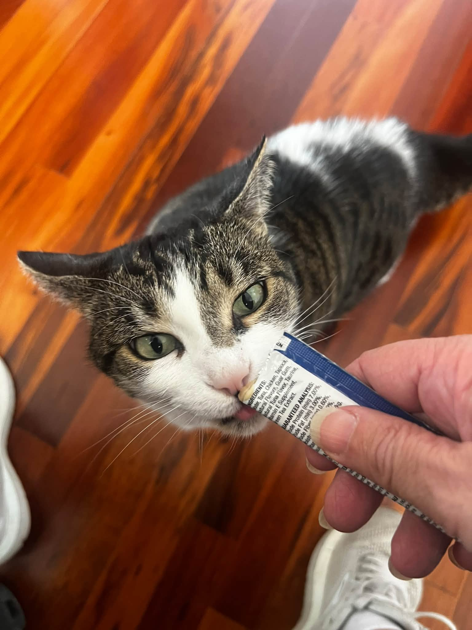 Cat receiving gentle care